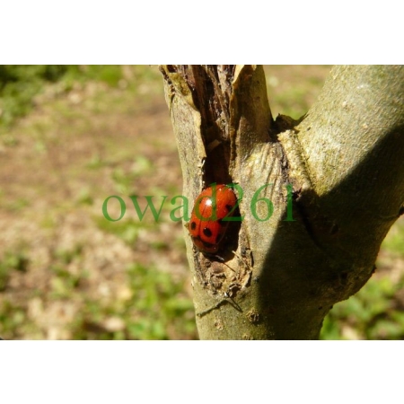 Gonioctena decemnotata (Marsham, 1802) Szubarga rudonoga